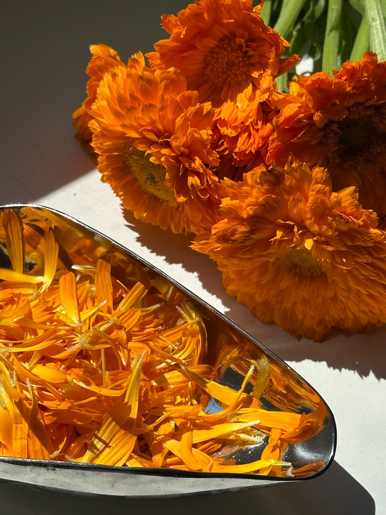 Ringelblumenblüten