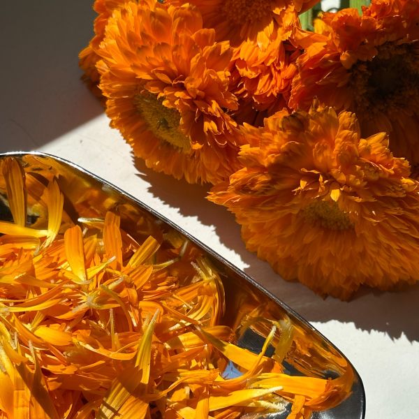 Ringelblumenblüten