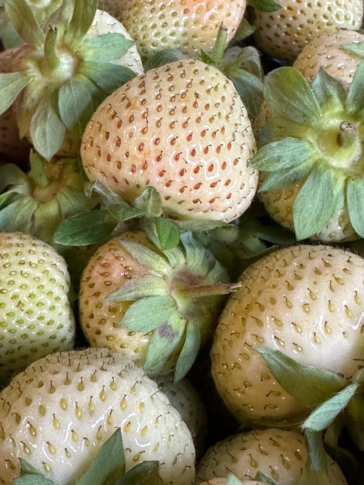 Grüne Erdbeeren