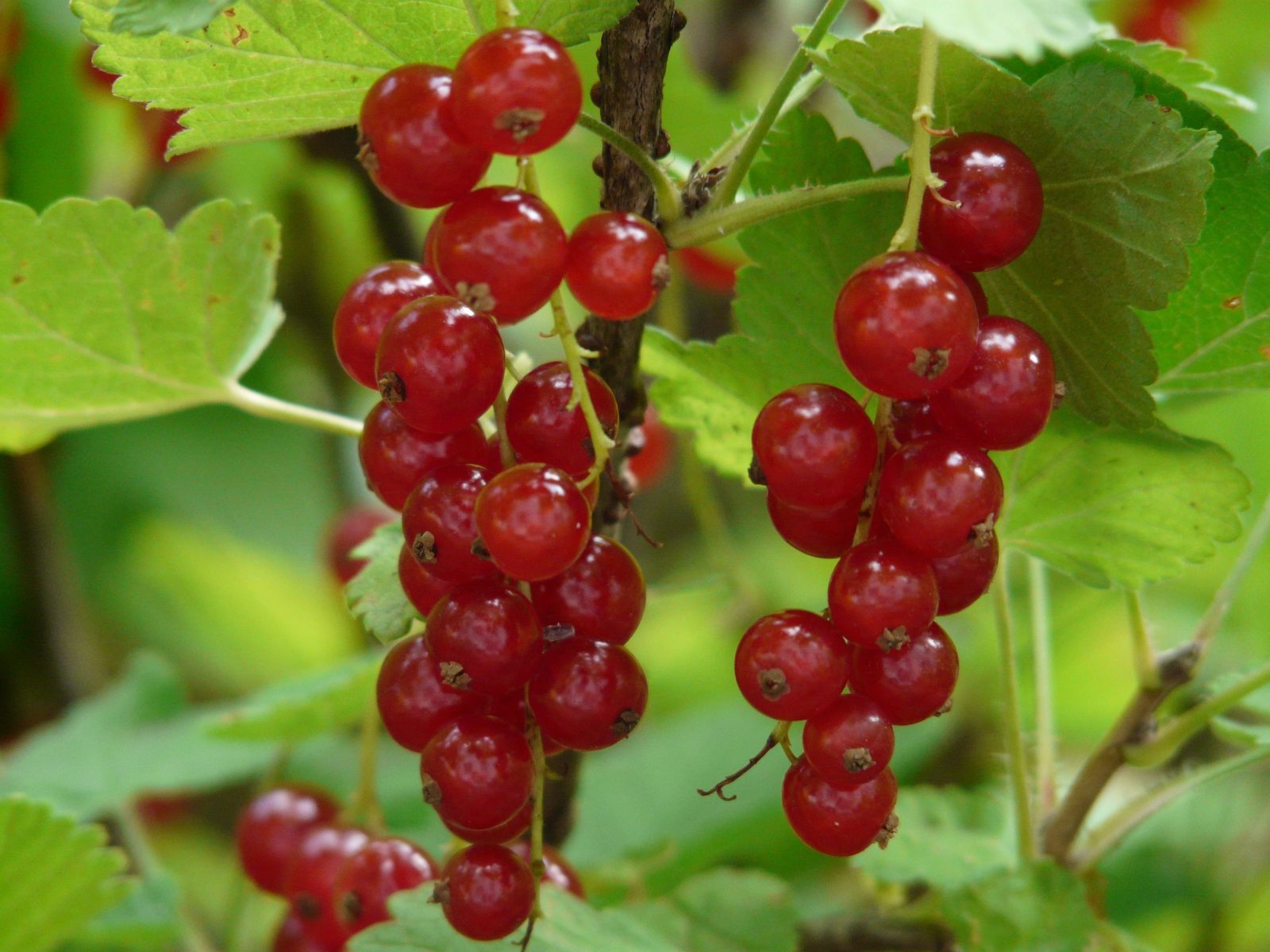 Rote Johannisbeeren