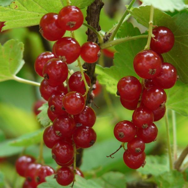 Rote Johannisbeeren