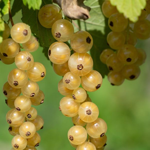 Weiße Johannisbeeren