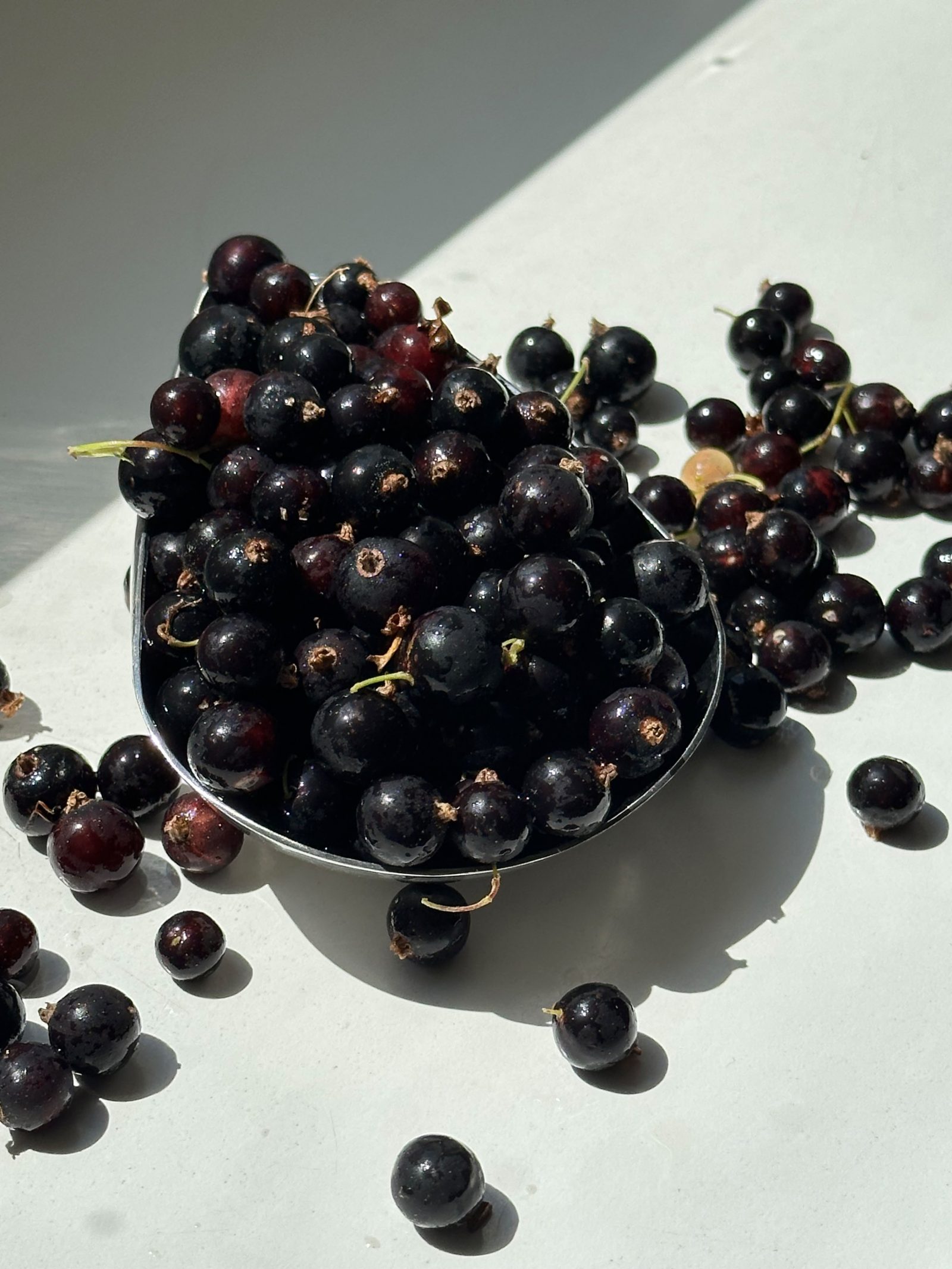 Schwarze Johannisbeeren