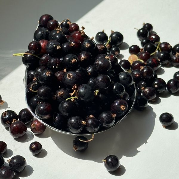 Schwarze Johannisbeeren